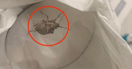 Zaczyna wlatywać do domów. Nie dotykaj pod żadnym pozorem