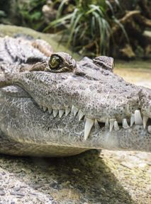 Czy aligatory są nieśmiertelne? To skomplikowane
