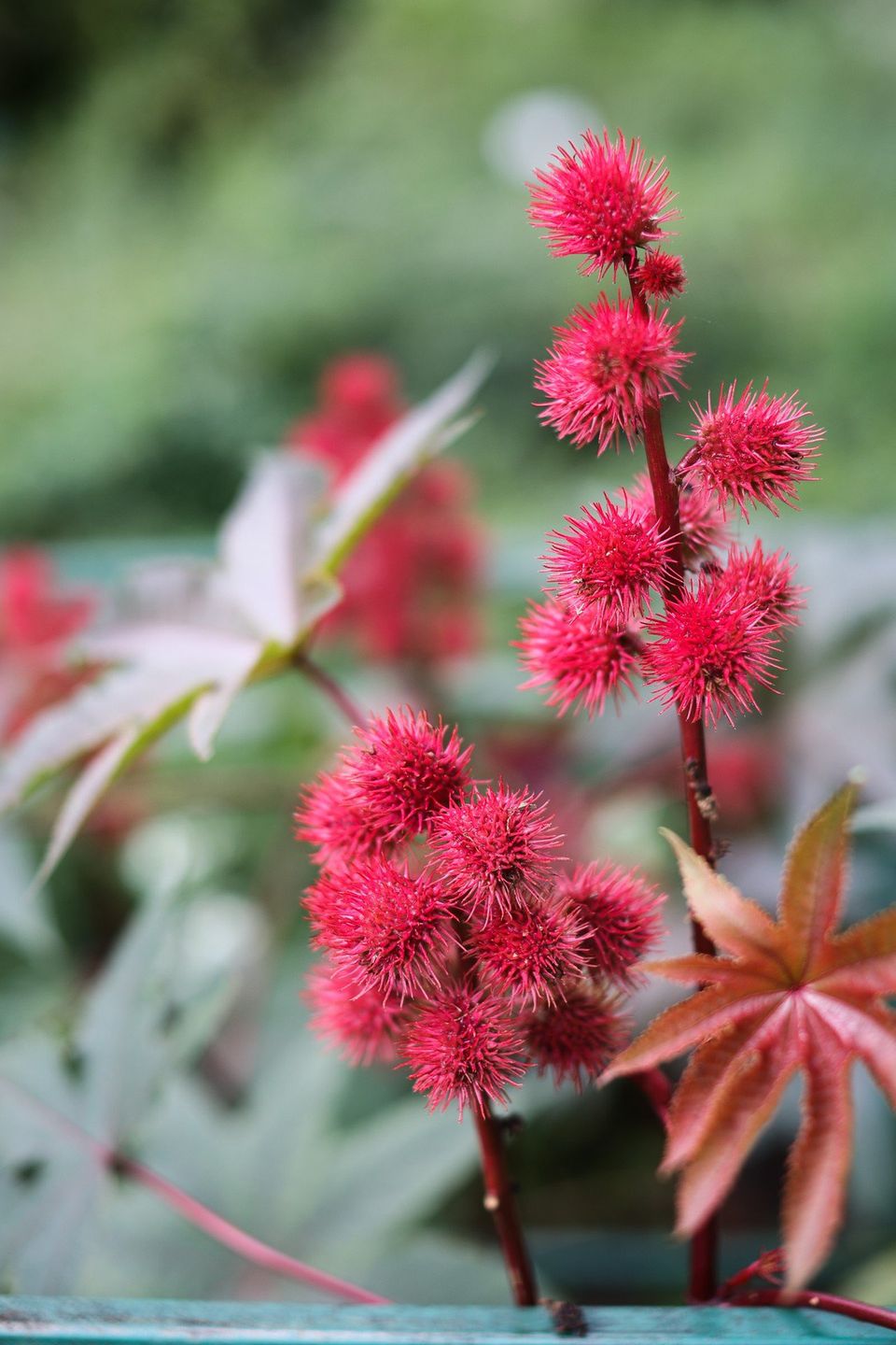 Rącznik pospolity (Ricinus communis) w Ogrodzie Botanicznym Uniwersytetu Jagiellońskiego w Krakowie