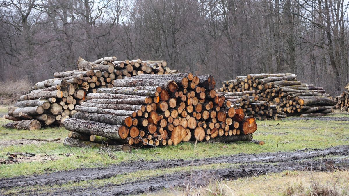 Reporter archiwum 2025 01
01.2025. Niepolomice. Sciete drzewa przygotowane do wywiezienia.
fot. Mateusz Kotowicz/REPORTER
Mateusz Kotowicz/REPORTER