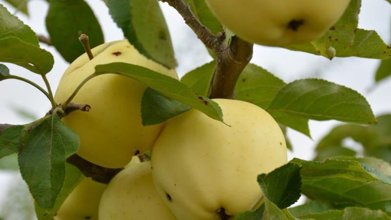 Papierówki to odmiana jabłoni, które wcześnie kwitnie i owocuje