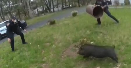 W pogoni za świnią. Nietypowa akcja policji