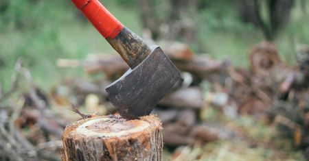 Wytną drzewa? Kontrowersje wokół planów budowy amfiteatru dla "Mazowsza"