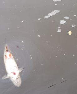 Był pilny telefon do Polski. Czesi znają już wyniki z Odry