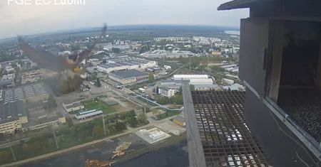 Nieoczekiwany zwrot akcji w gnieździe lubelskich sokołów. Na kominie pojawiła się nowa, dorosła samica