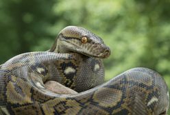 Ledwo oddychał. Dusił go własny pyton birmański. Dramatyczna akcja w Czechach