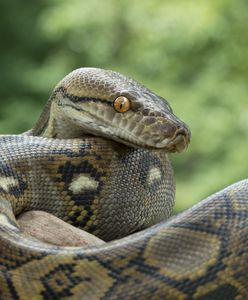 Ledwo oddychał. Dusił go własny pyton birmański. Dramatyczna akcja w Czechach
