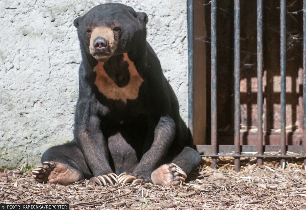 Niedźwiedź malajski w łódzkim zoo