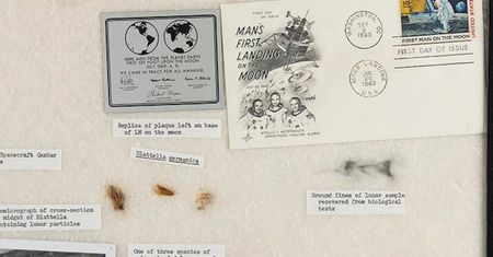 Oddawaj nam nasze karaluchy i księżycowy pył, mówi... NASA