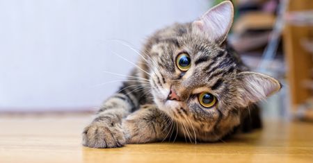 Kot przekrzywia głowę na twój widok? Chce ci coś powiedzieć