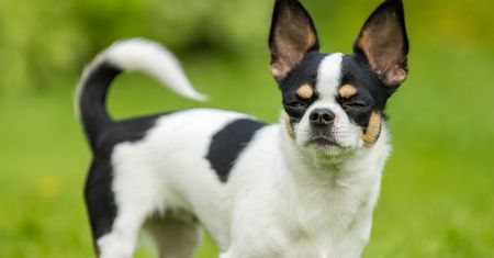 Uważaj na to, co mówisz przy psie. Rozumie więcej, niż ci się wydaje