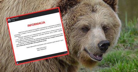 To niebezpieczny czas. Ostrzeżenie przed niedźwiedziami w Podkarpackim