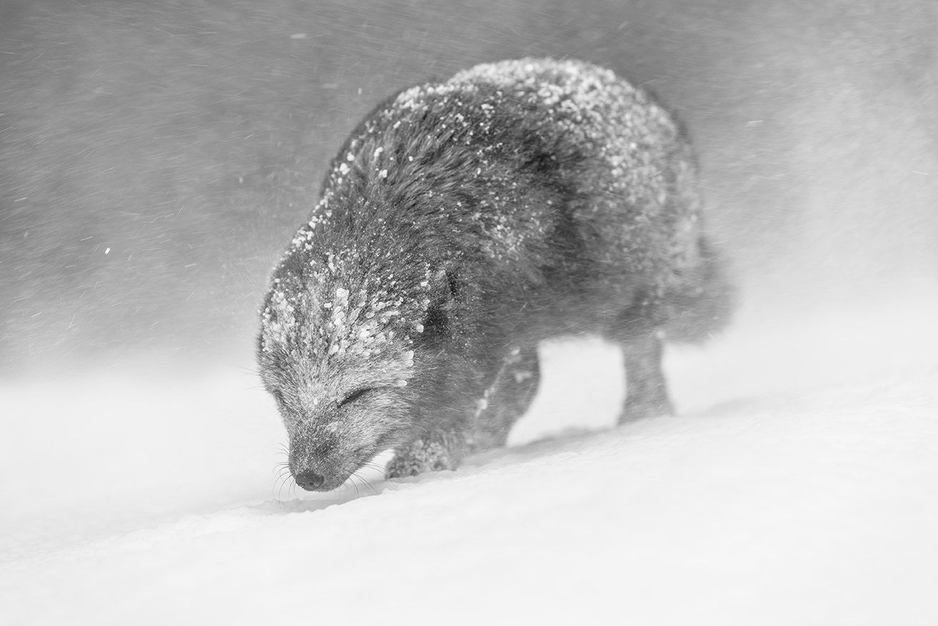 Potwór z Loch Ness? Fotograf stanął z nim oko w oko 11