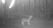 Wilki szukają pożywienia. Nagranie z Nadleśnictwa Stare Jabłonki