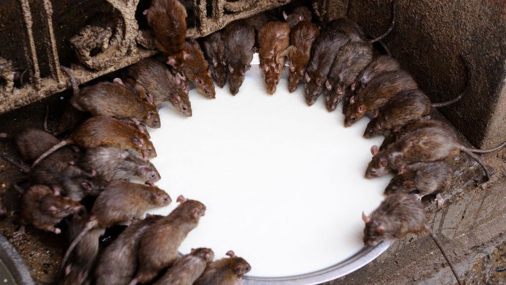 Plaga szczurów coraz poważniejszym problemem