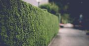 Najlepsze rośliny na żywopłot. Co wybrać zamiast tui?