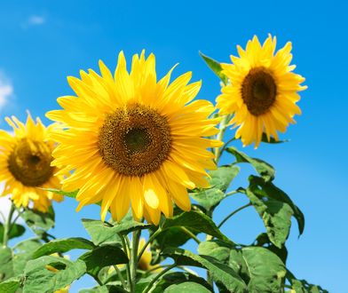 Śląskie. Pogoda na wtorek. Przed nami kolejny ciepły dzień