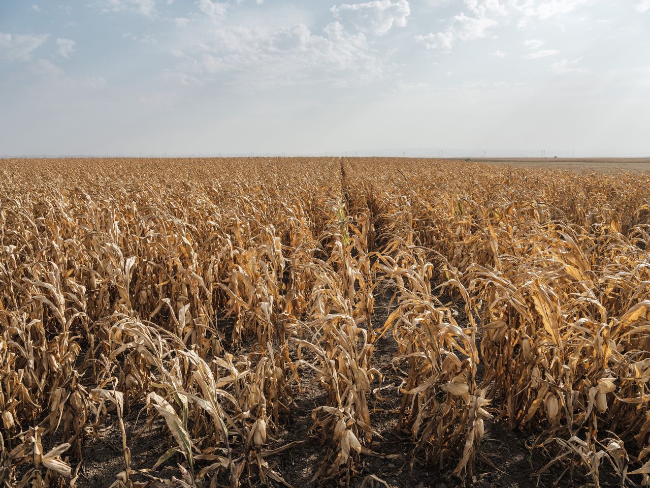 Węgierscy rolnicy stoją przed trudnym wyborem. Powodem susza