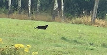 Puma na Dolnym Śląsku? Gmina apeluje do mieszkańców. Jest nagranie