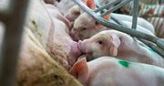 Importują na potęgę z Danii. Polskie prosięta "są mniej atrakcyjne cenowo"