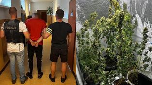 Słupsk: 28-latek zamienił pokój w plantację zioła. Ustawił specjalny namiot, plony przerabiał na susz