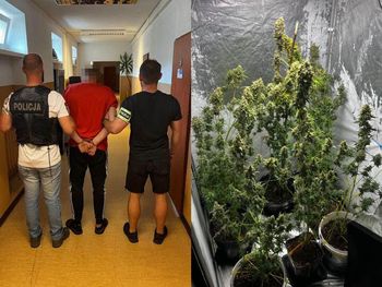 Słupsk: 28-latek zamienił pokój w plantację zioła. Ustawił specjalny namiot, plony przerabiał na susz