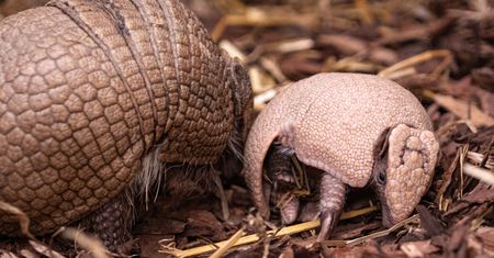 Wrocław. Możesz wybrać imię dla pancernika południowego. ZOO walczy o zagrożony gatunek