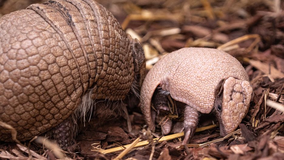 Wrocław. Możesz wybrać imię dla pancernika południowego. ZOO walczy o zagrożony gatunek