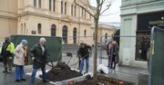 Łódź: Zieleń miejska: Sadzenie drzew na Politechniki