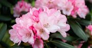 Sadzenie rododendronów bez tajemnic. Terminy i porady praktyczne