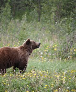 Blady strach w Zakopanem. Widziano niedźwiedzicę