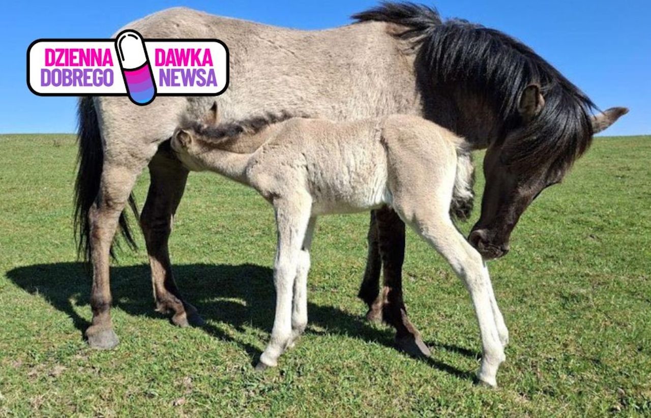 Tążyna urodziła. Leśnicy przekazali wspaniałe wieści
