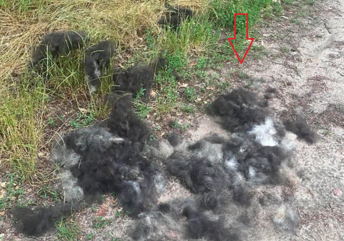 Psia sierść w lesie. Post z Ostrowa wywołał burzę. "Śmieciarze"
