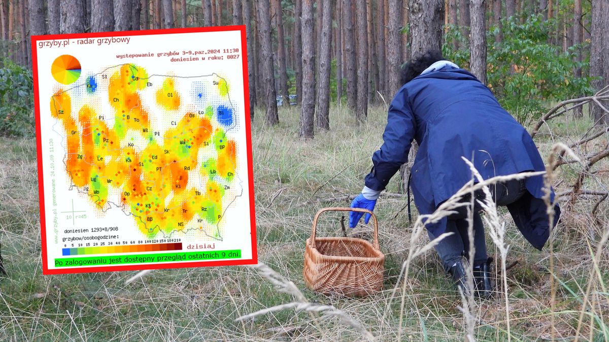 Czy pogoda będzie łaskawa dla grzybiarzy?