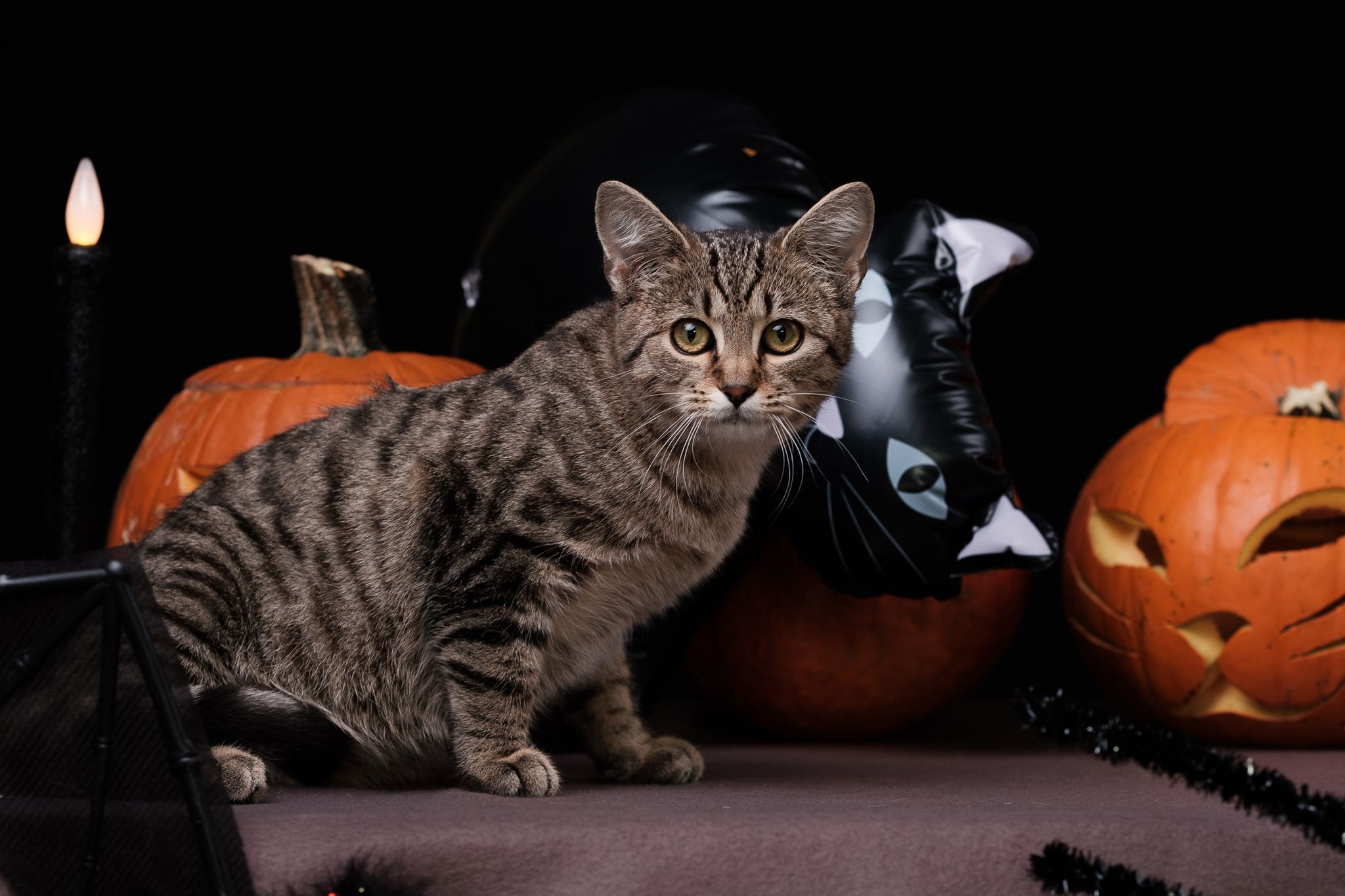 Halloween 2019: Zrobiłem sesję w schronisku, by pomóc w adopcji zwierząt 19