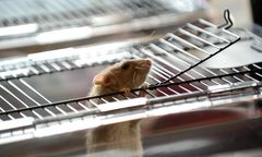 Mieszkaniec Targówka uratował dwa szczury. Zostały porzucone pod drzewem