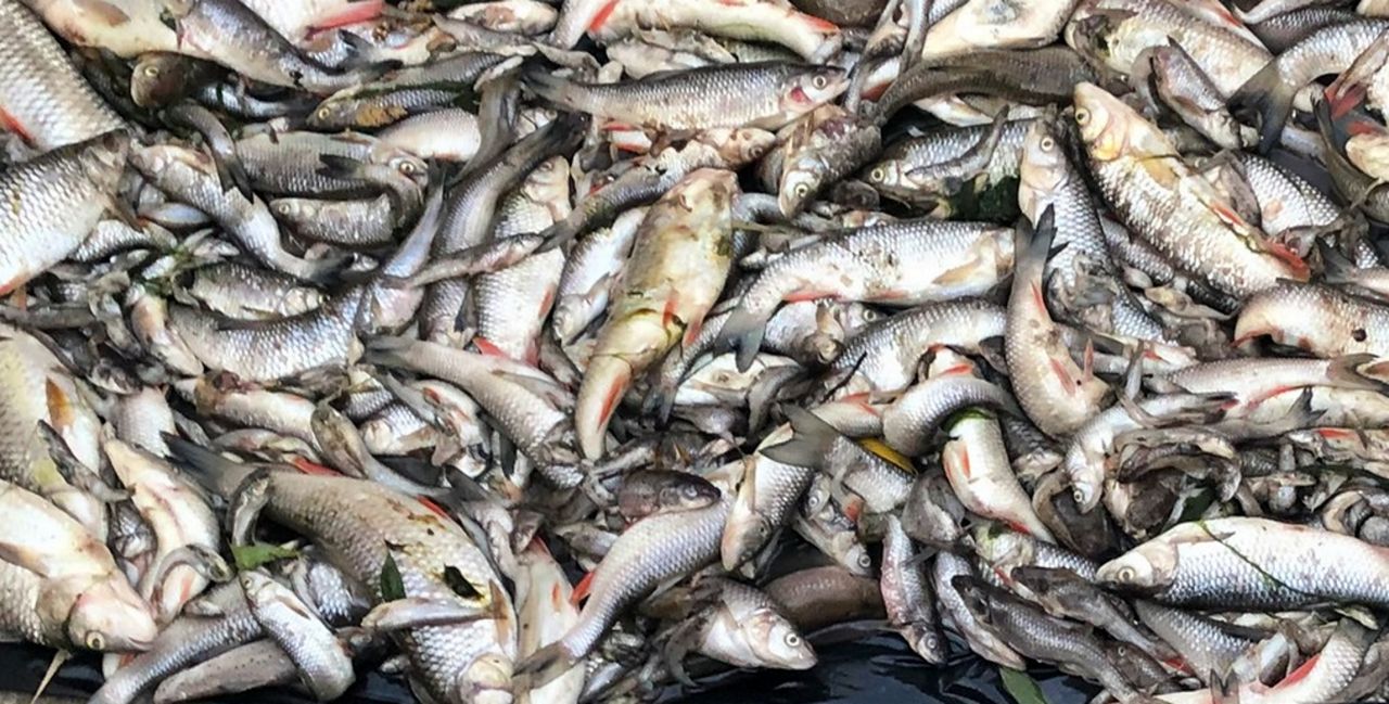 Katastrofa na Wildze. "Mnóstwo śniętych ryb, zanieczyszczeń i smród"