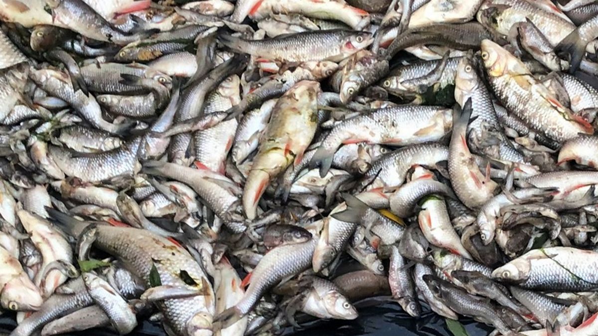 Katastrofa ekologiczna w Krakowie