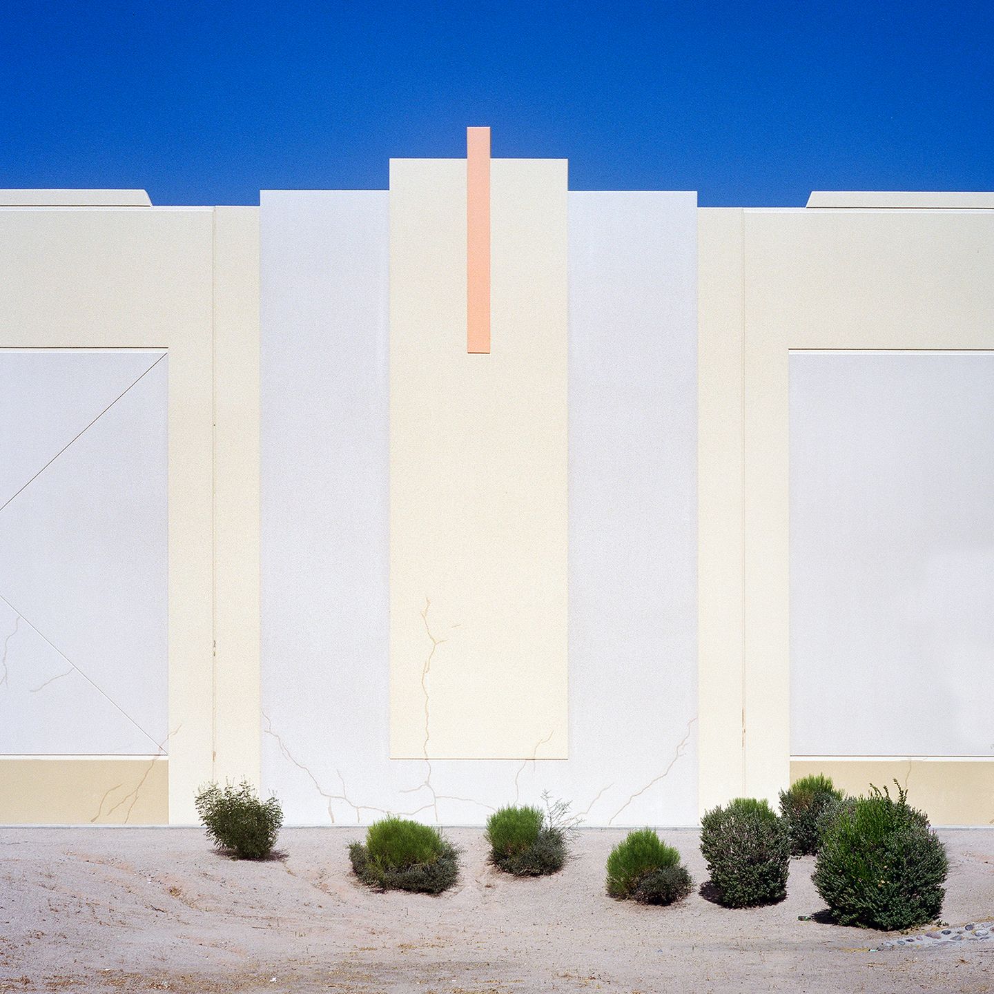 “A Tree Grows In…” to projekt kalifornijskiej fotografki. który przedstawia rośliny w nietypowych miejscach 2