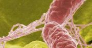 Salmonella... lekiem? I to na raka?!