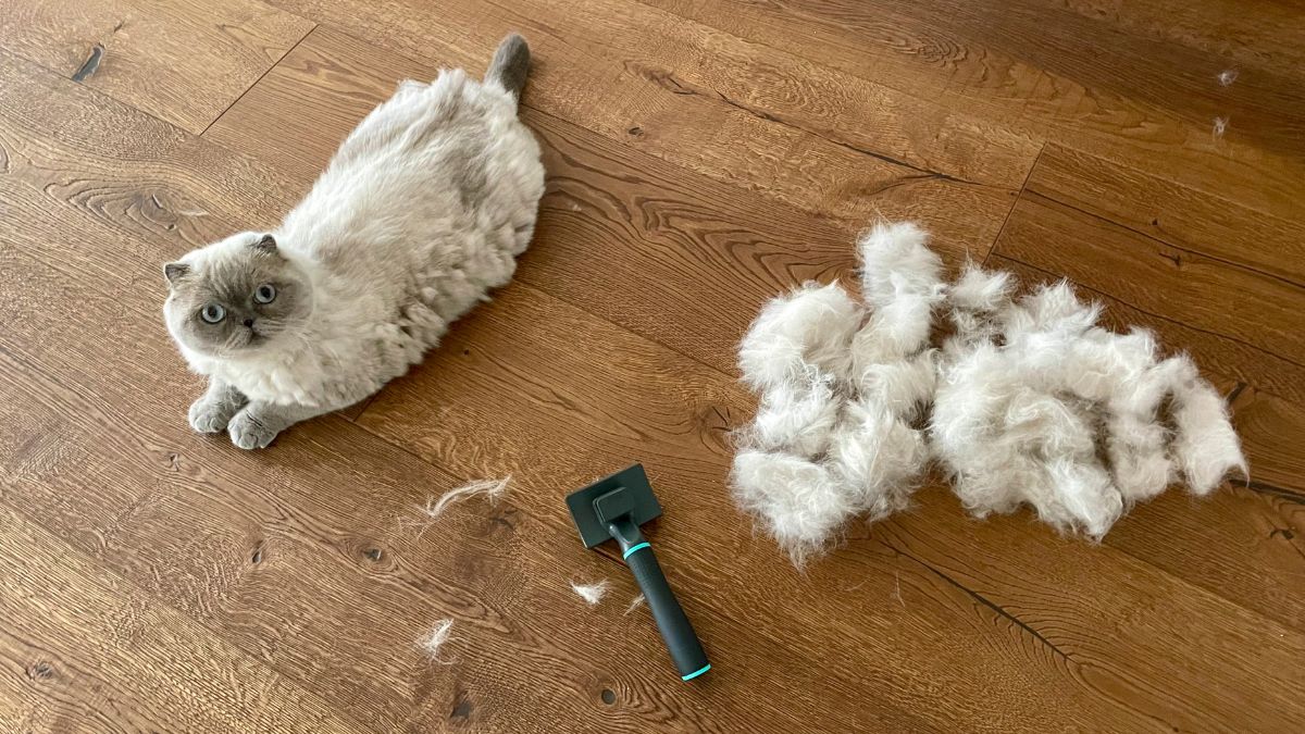 Jak wykorzystać sierść zwierząt?