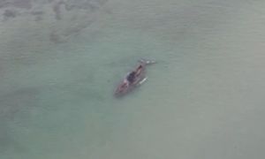 Olbrzym na Bałtyku w Niemczech. Małe szanse na ratunek