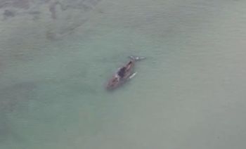 Olbrzym na Bałtyku w Niemczech. Małe szanse na ratunek