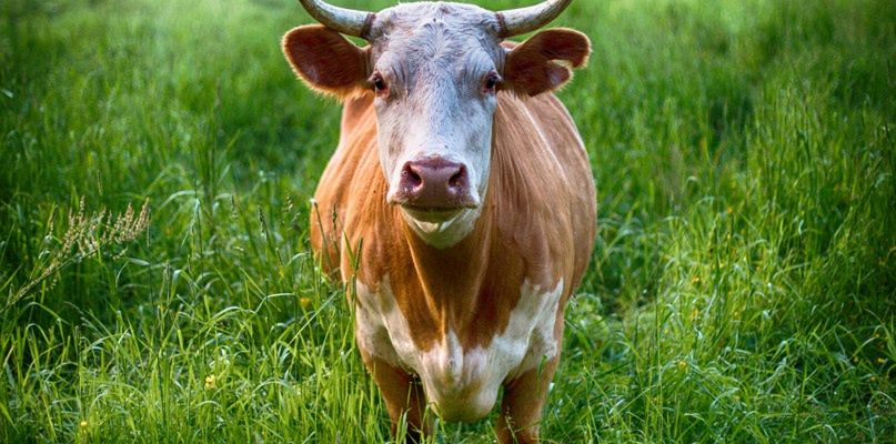 Policjanci szukali zaginionego...byka