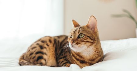 Wrocław. Coraz więcej kotów w schronisku. Placówka zachęca do adopcji