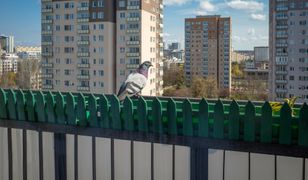 Gołębie wracają na balkony. Warto zwrócić na to uwagę