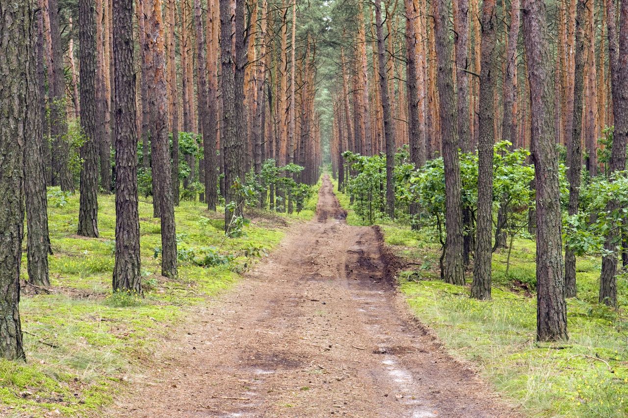 Kampinoski Park Narodowy. Zielony pomnik przyrody i historii