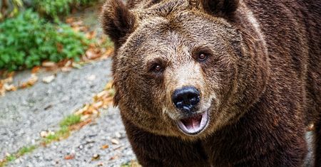 Spotkanie z niedźwiedziem. Chcesz wyjść z tego cało, przestrzegaj zasad