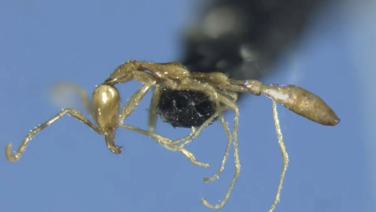 From the shadows: Meet the 'Voldemort' ant, Australia's latest discovery