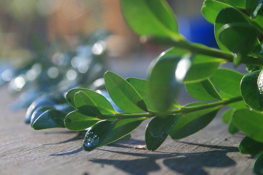 Bukszpan jest rośliną trującą